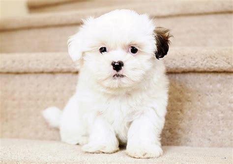 They have had lots of love and care since they were born. . Malshipoo puppies